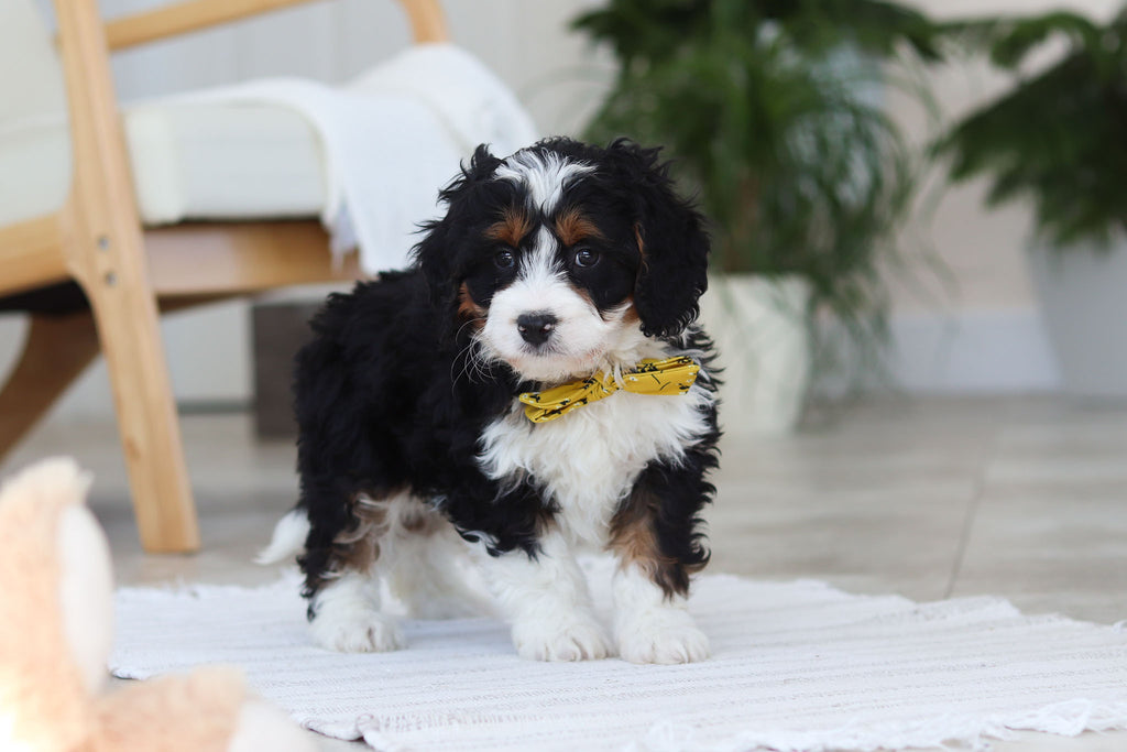 Atlas - Available 2/19