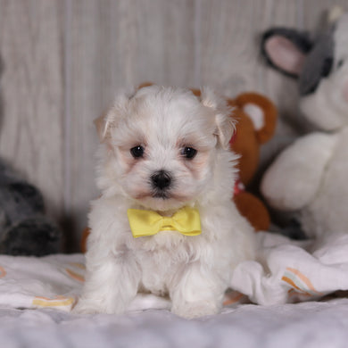 Mario - Available 3/5