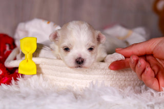 Mario - Available 3/5