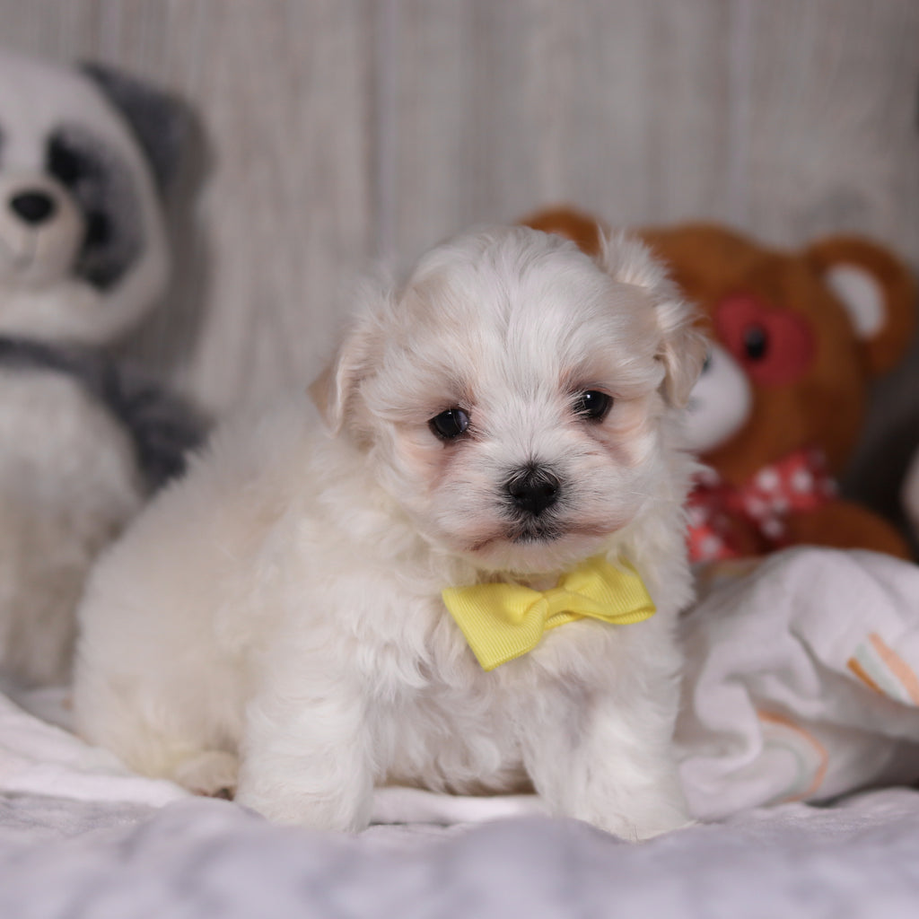 Mario - Available 3/5