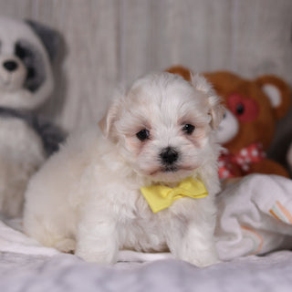 Mario - Available 3/5