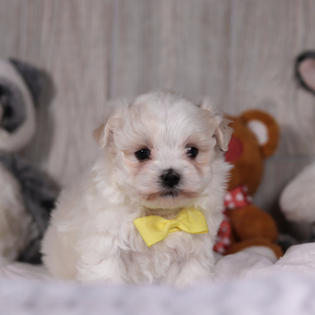 Mario - Available 3/5