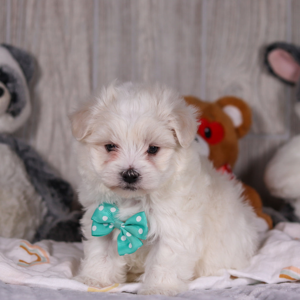 Malcolm - Available 3/5