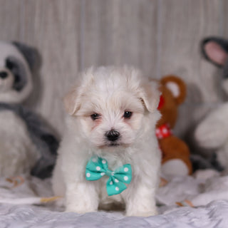 Malcolm - Available 3/5