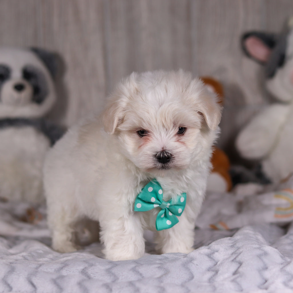 Malcolm - Available 3/5