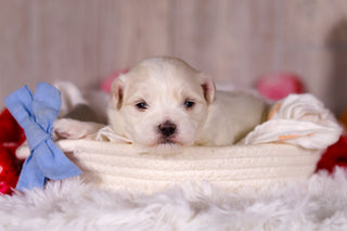 Malcolm - Available 3/5