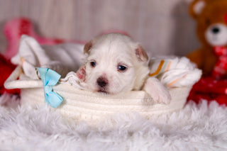 Maximus - Available 3/5