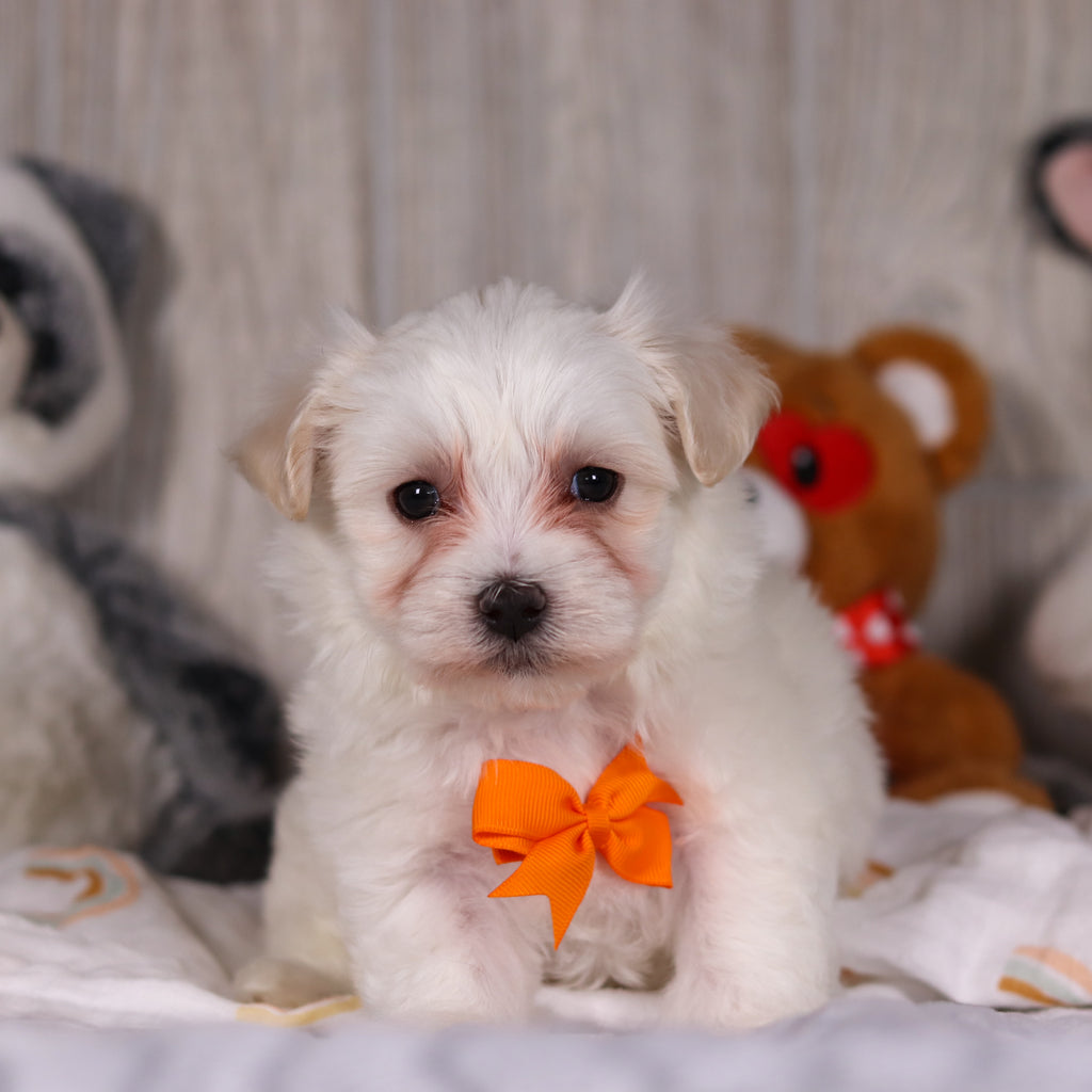 Maximus - Available 3/5