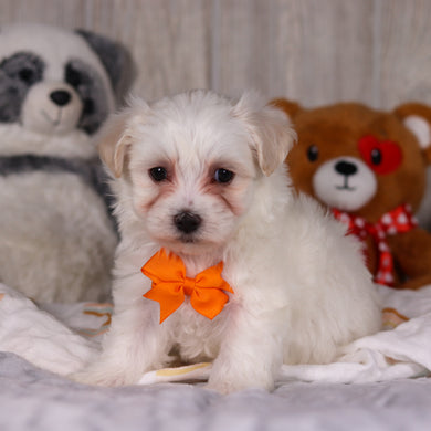 Maximus - Available 3/5