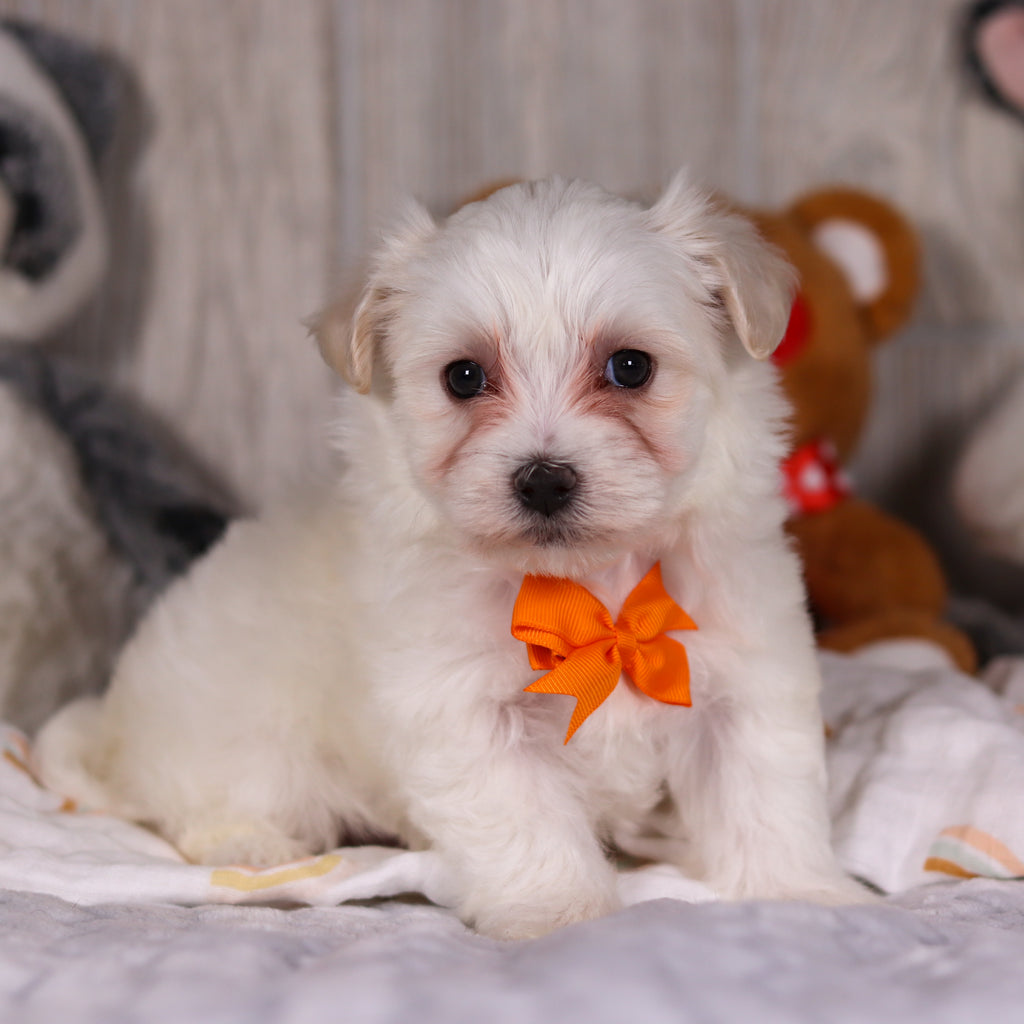 Maximus - Available 3/5