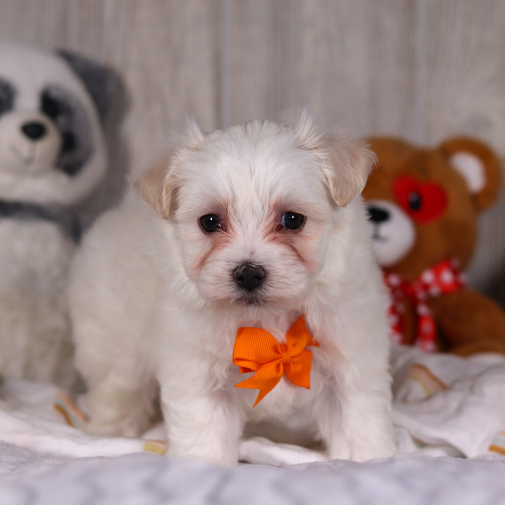 Maximus - Available 3/5