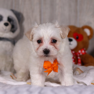 Maximus - Available 3/5