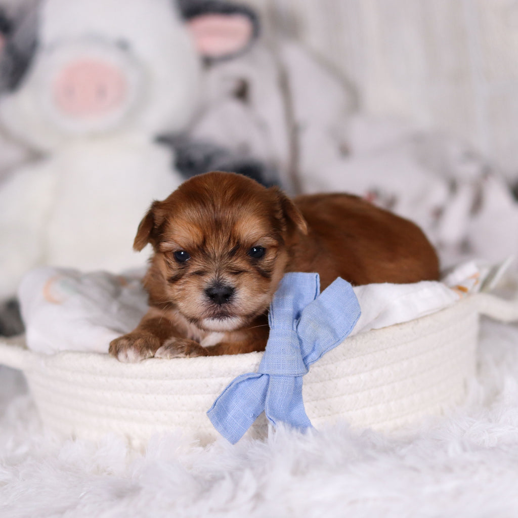 Maxwell - Available 3/12