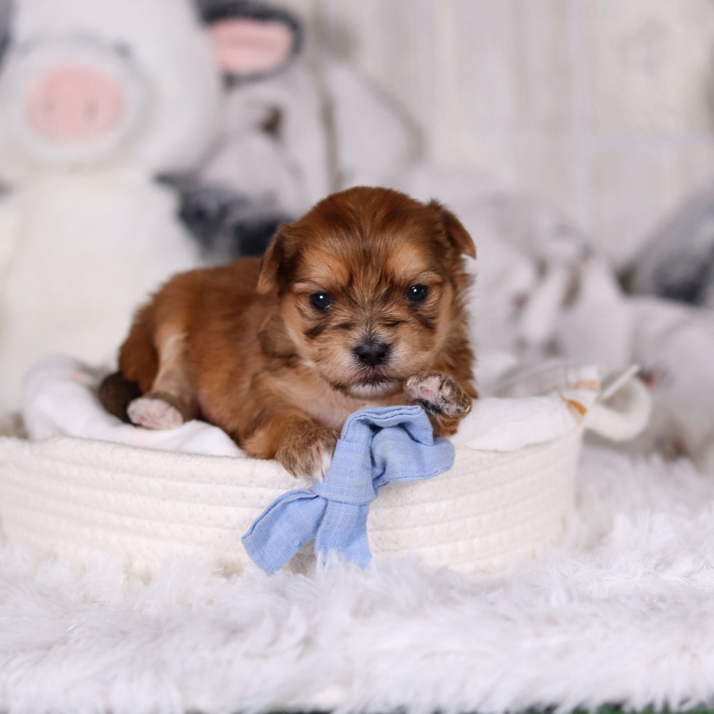 Maxwell - Available 3/12