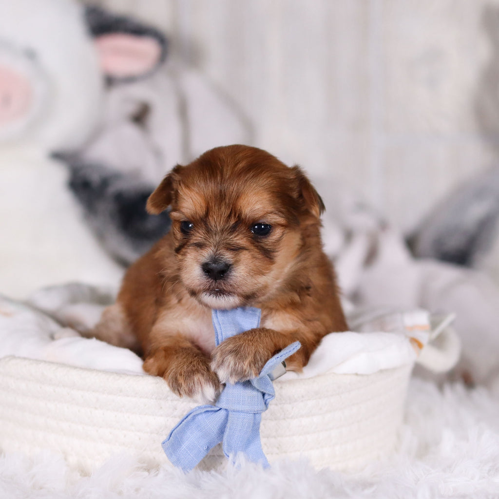 Maxwell - Available 3/12