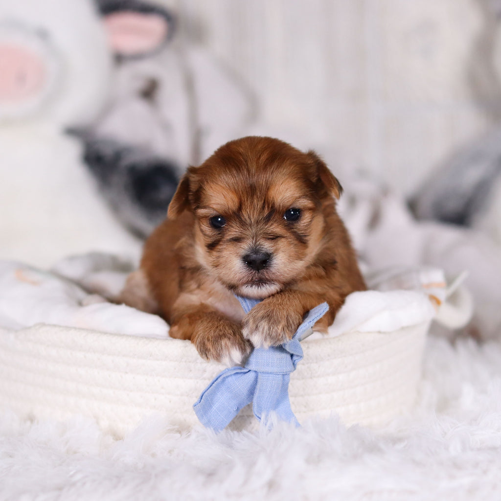 Maxwell - Available 3/12