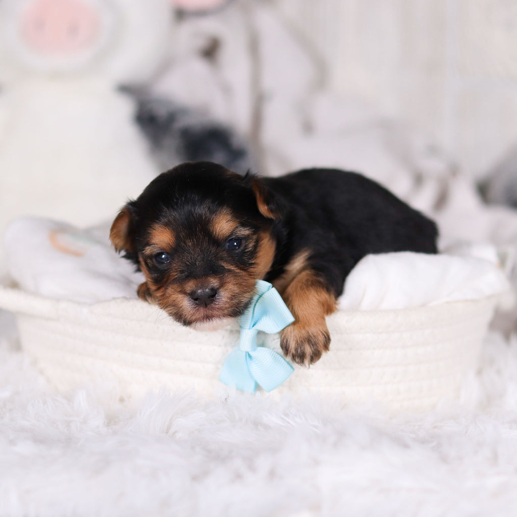 Maddox - Available 3/12