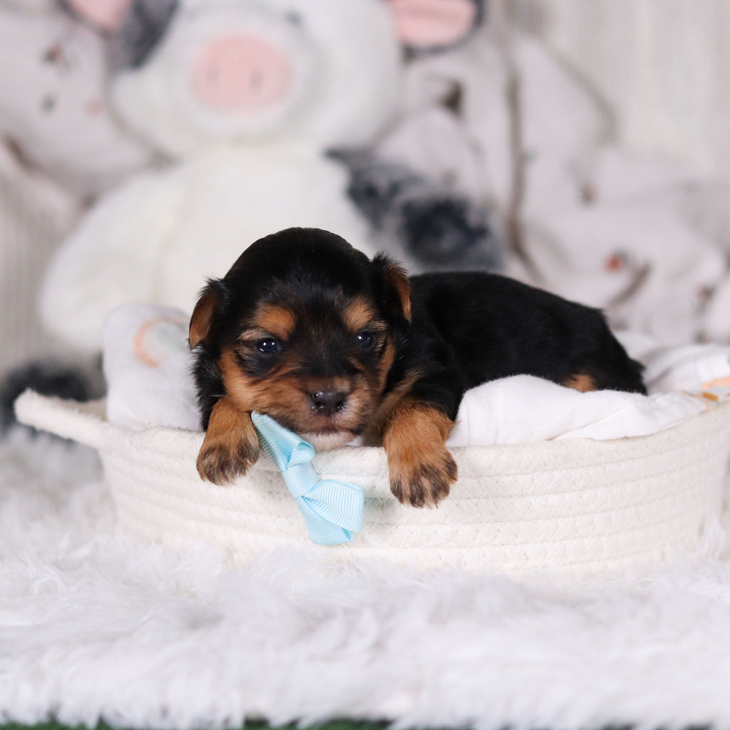 Maddox - Available 3/12