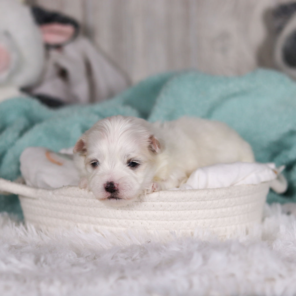 Marlon - Available 3/5