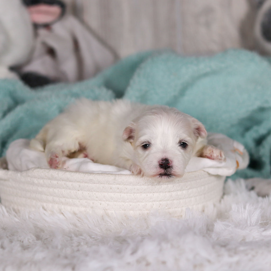 Marlon - Available 3/5