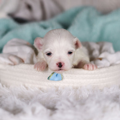 Tito - Available 3/5