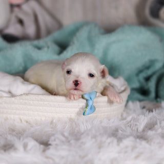 Tito - Available Now