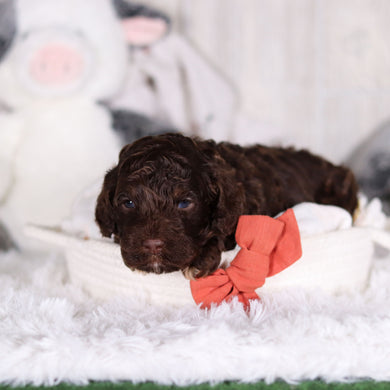 Cooper - Available 3/5