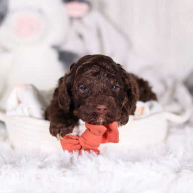 Cooper - Available 3/5