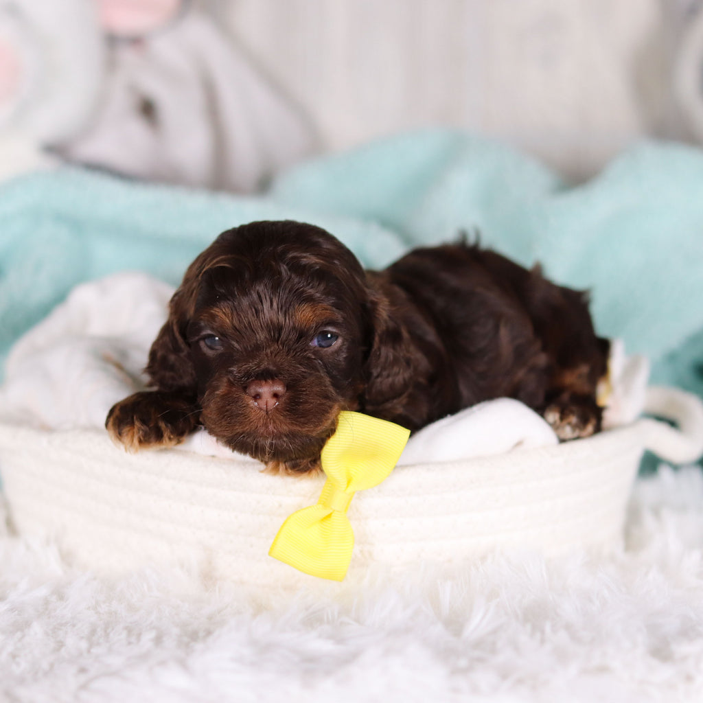 Chase - Available 3/5