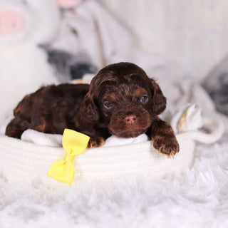 Chase - Available 3/5