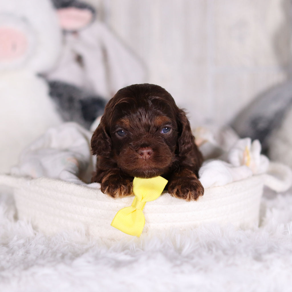 Chase - Available 3/5