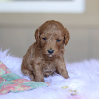 Townes - Available 5/28