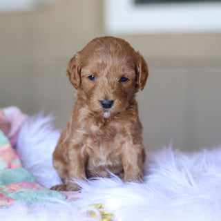 Townes - Available 5/28
