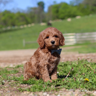 Townes - Available 5/28