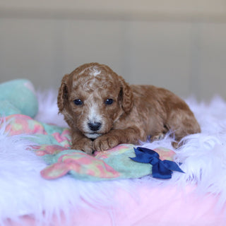 Truett - Available 5/28