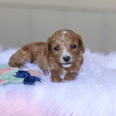 Truett - Available 5/28