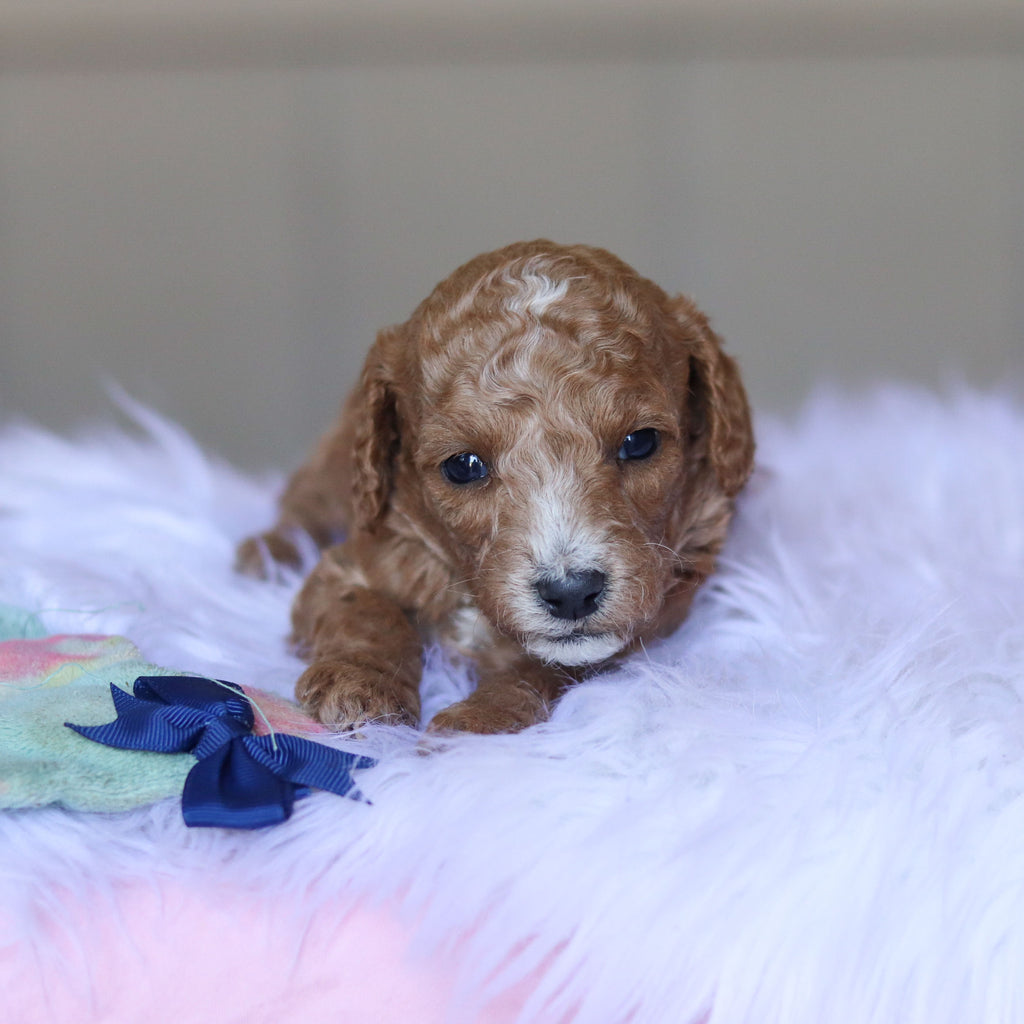 Truett - Available 5/28