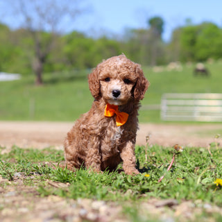 Truett - Available 5/28