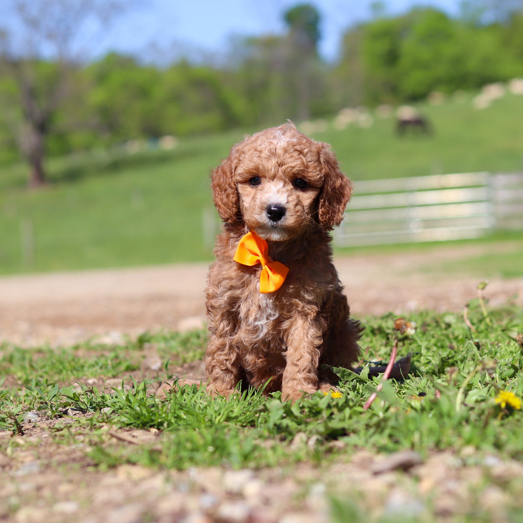 Truett - Available 5/28