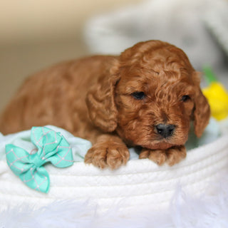 Dominic - Available 4/30