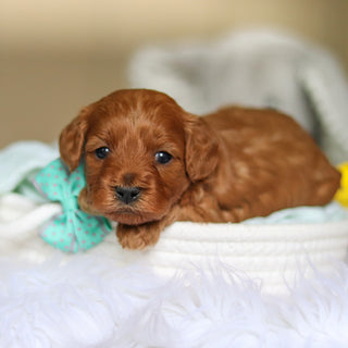 Dale - Available 4/30