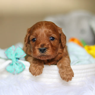 Dale - Available 4/30