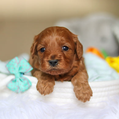 Dale - Available 4/30