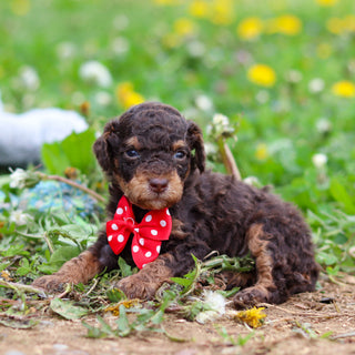 Roman - Available 5/21