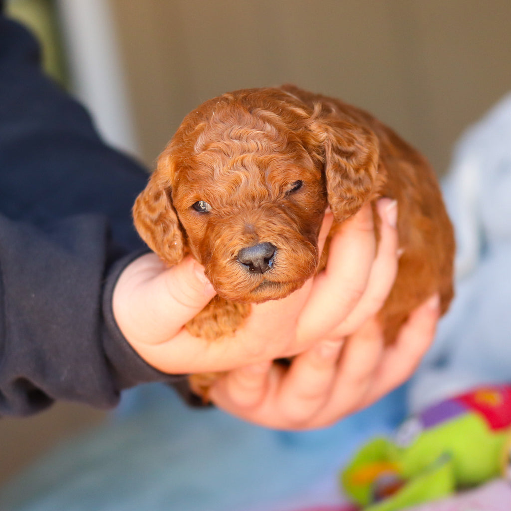 Stanley - Available 4/16