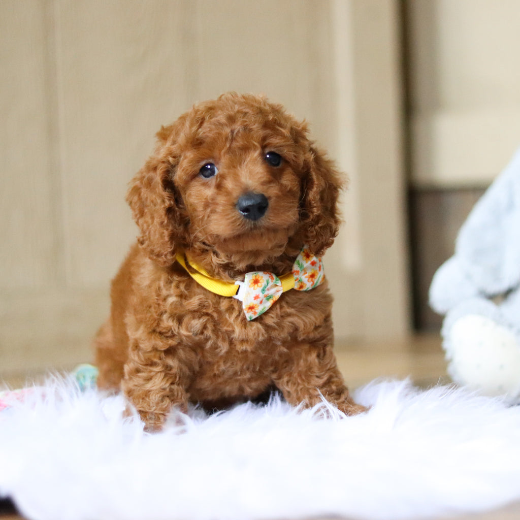 Stanley - Available 4/16