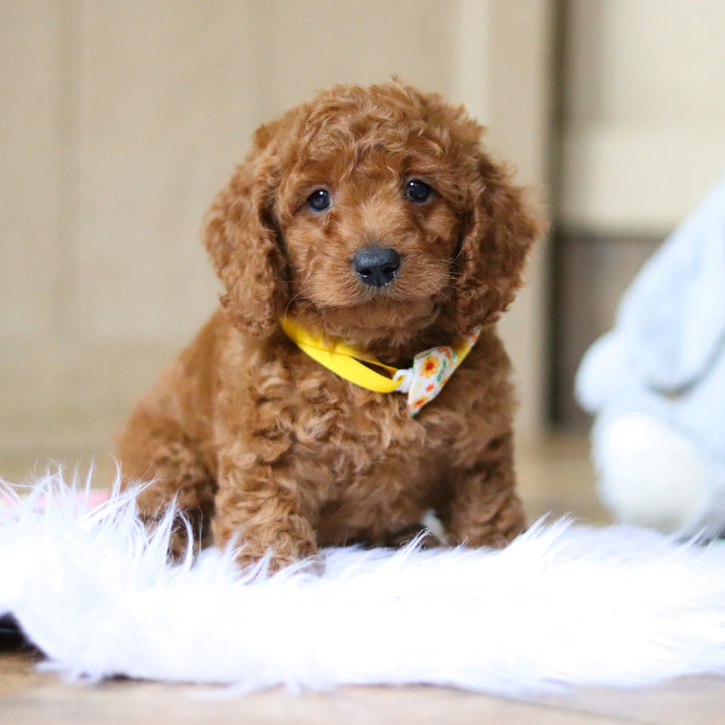 Stanley - Available 4/16