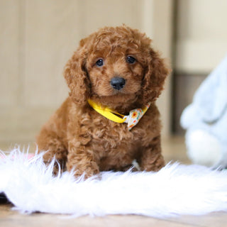 Stanley - Available 4/16