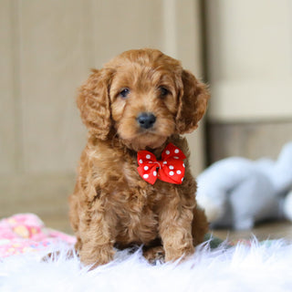 Ridley - Available Now