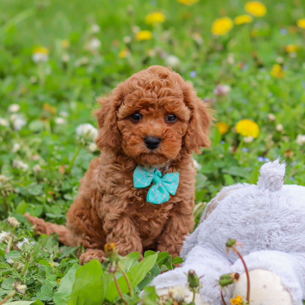 Donnie - Available 4/30